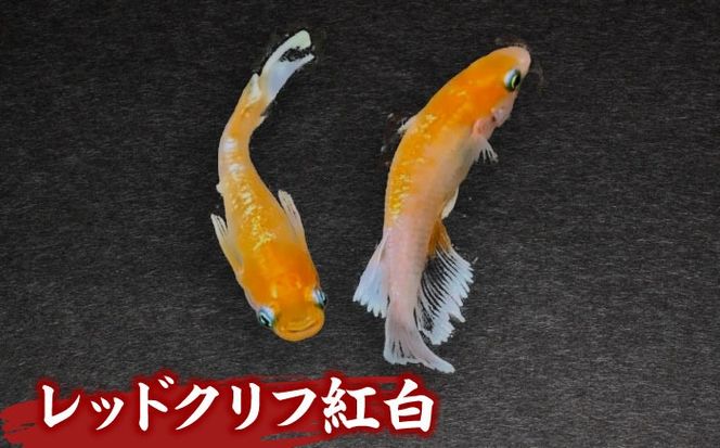 メダカ5匹（カラー系） 【株式会社プロスパージャパン】 改良メダカ めだか 生体[AEAK002]