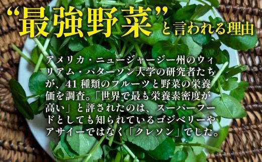 【注目のスーパーフード】天然クレソンパウダー 100g（国産 天然 粉末 パウダー 美容 野菜）