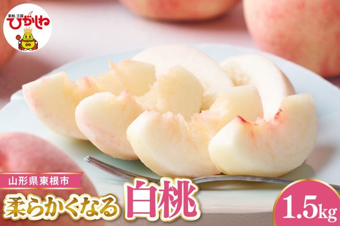 【令和8年産先行受付】 東根市産白桃　秀品 柔らかくなる桃 約1.5kg ベジフルひがしね 山形県 東根市 hi104-003