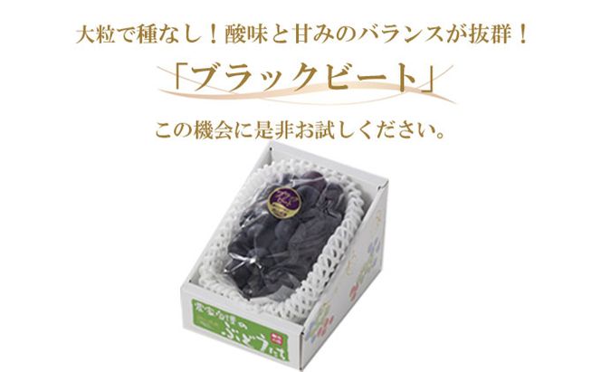 ぶどう 2026年 先行予約 ブラックビート 約600g×1房 ブドウ 葡萄  岡山県産 国産 フルーツ 果物 ギフト 岡山のブドウ デザート 食べ物 日本産 