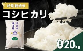 令和8年産 特別栽培米 コシヒカリ 20kg（白米） 米 お米 こしひかり 若狭町