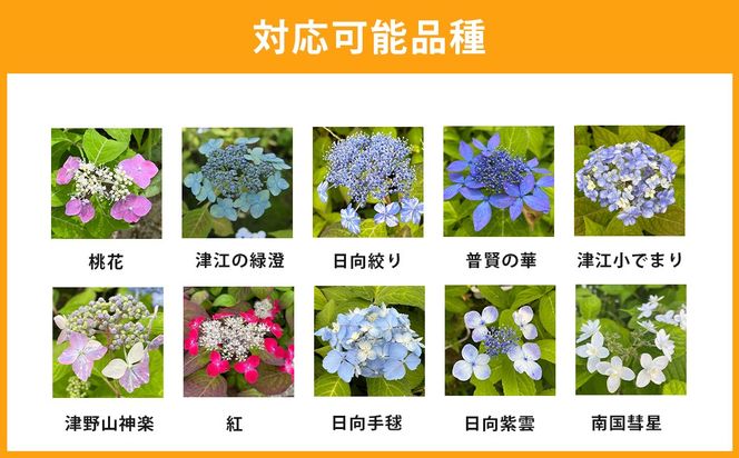 ＜山あじさい 4本セット＞2024年10月上旬～2025年6月下旬迄に順次出荷【c1102_ms_x2】