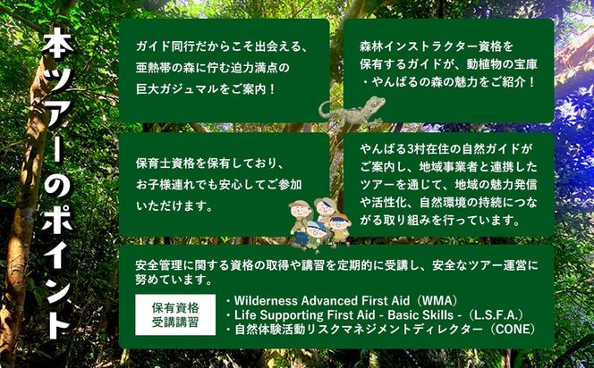 沖縄県北部やんばる・ガジュマルの王様に会いに行こう♪【4名様】