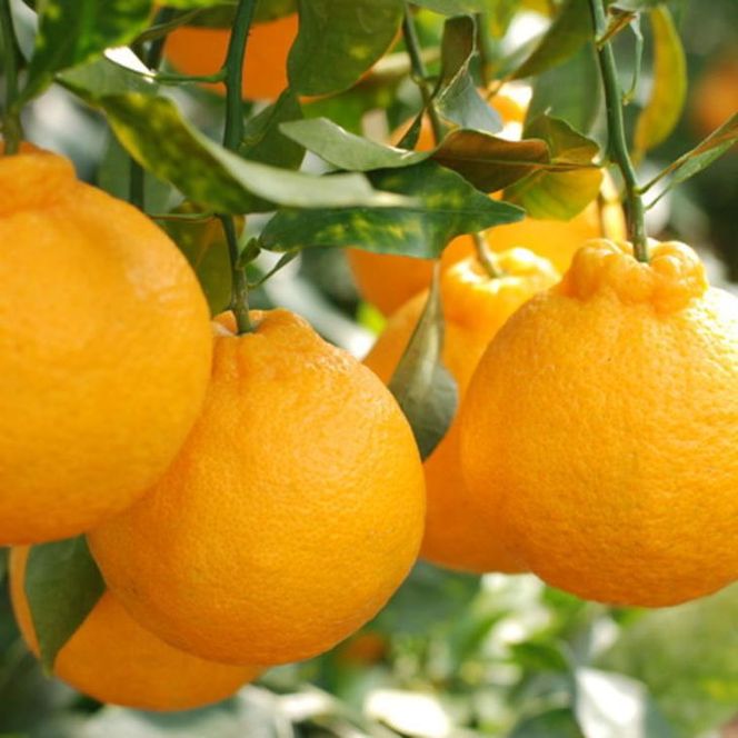 ZD7001_【2027年先行予約】【お味濃厚】紀州有田産 の デコポン 約5kg (18玉～24玉入り・青秀以上)