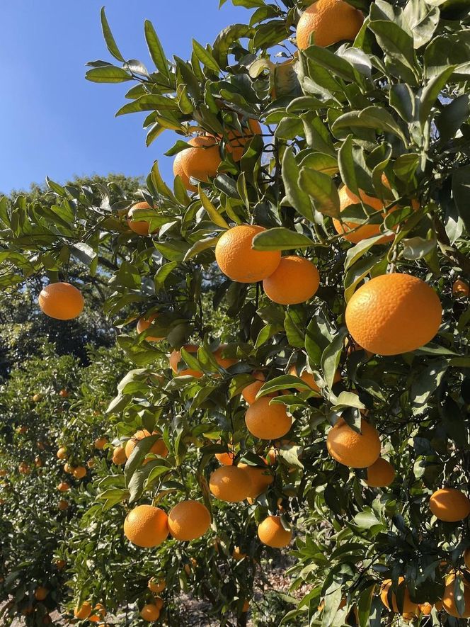 ya̎RLc쒬za̎RY IW 5kg   DW06