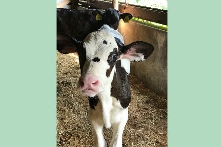 『ミルン牧場のクリームライン牛乳』800ml×2本【乳製品 ミルン牧場 人気 ノンホモ 低温長時間殺菌 牛乳】(H102126)