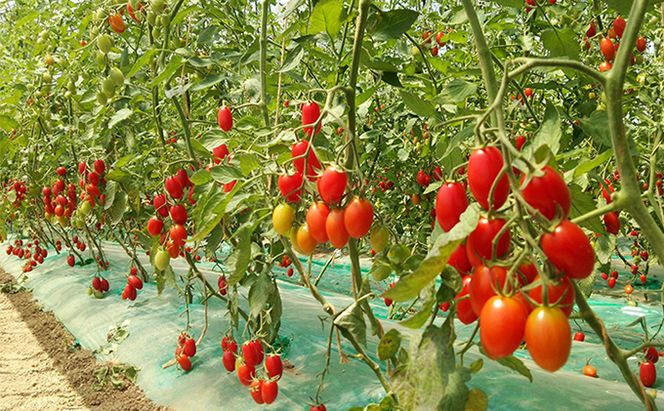 8月発送開始[先行受付] 超完熟ミニトマト【アイコ】3kg 栽培期間中 農薬・除草剤不使用 サイズ混載 トマト ミニトマト アイコ 野菜 北海道 仁木町 [アイコファーム] 