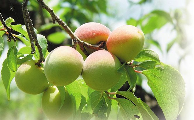 若狭のすっぱい梅干し　慶書ラベル（しそ入り　300g×2袋、合計600g）紅映梅 漬物 ご飯のお供 おにぎり お弁当 昔ながら べにさし梅 塩分 0.18 チャック式 種 小さい 肉厚 