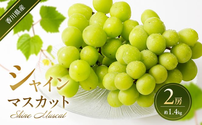 シャインマスカット 2房 (約1.4kg)  葡萄 ぶどう ブドウ フルーツ 果物 くだもの 果実 旬の果物 旬のフルーツ 香川 香川県 東かがわ市