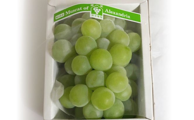ぶどう 2026年 先行予約 マスカットオブアレキサンドリア 1房(550g以上・赤秀) 化粧箱入り