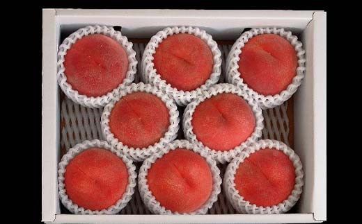 FYN6-226 ≪2026年先行予約≫贈答用 山形県産 おまかせ 白桃 2.5kg(7～10玉) 秀品 2026年8月下旬から順次発送 柔らかくなる桃 夏果実 果実 果物 くだもの フルーツ 桃 もも ピーチ 化粧箱 贈答 ギフト プレゼント 産地直送 山形県 西川町 月山