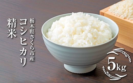 令和7年度　栃木県さくら市産コシヒカリ 精米5kg｜米　白米　コメ　こめ　こしひかり　菜っ葉館※2025年10月中旬頃から順次発送予定