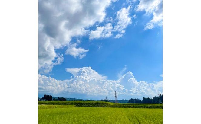 令和7年産 魚沼産コシヒカリ【精米】10kg