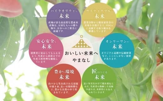 【2026年 先行予約】山梨県都留市産 朝採れ 藤稔 約1.0kg 以上(２~3房）｜山梨 ぶどう 富士稔 フルーツ 先行予約 新鮮