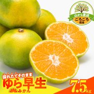 MK1063_【2026先行予約】ゆら早生 みかん 山から直送 箱込 7.5kg ( 内容量 6.8kg ) 採れたてそのままごろごろ規格 有田みかん 和歌山県産