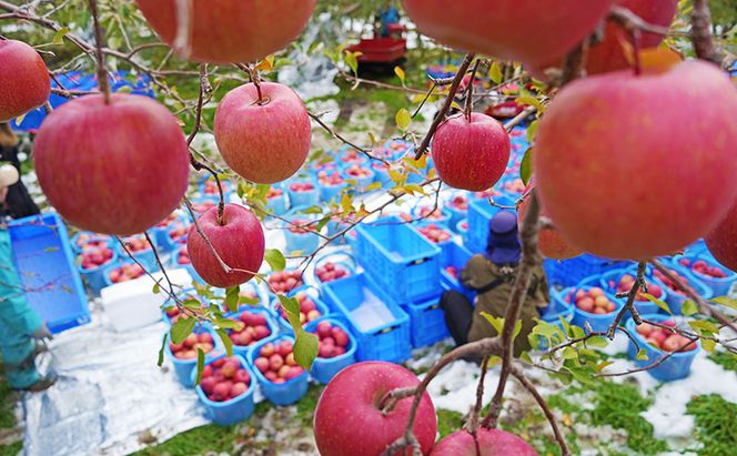 りんご 【4月クール便発送】糖度13度以上 訳あり品 家庭用 CA貯蔵 サンふじ約10kg【 青森りんご 果物 フルーツ デザート 食後 青森県産 産地直送 贈り物  】