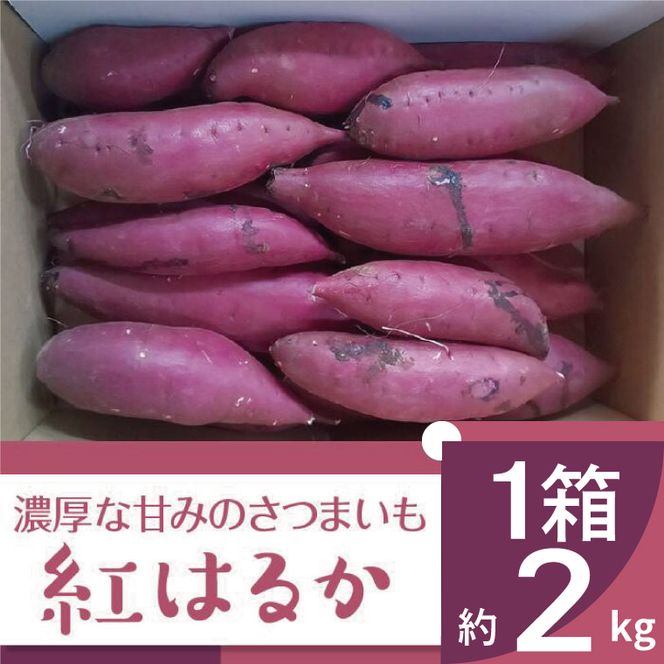 2025年度産 濃厚な甘みのさつまいも 紅はるか 約2kg｜さつまいも 芋 お芋 紅はるか 渋谷農園 茨城県 行方市(BZ-56)