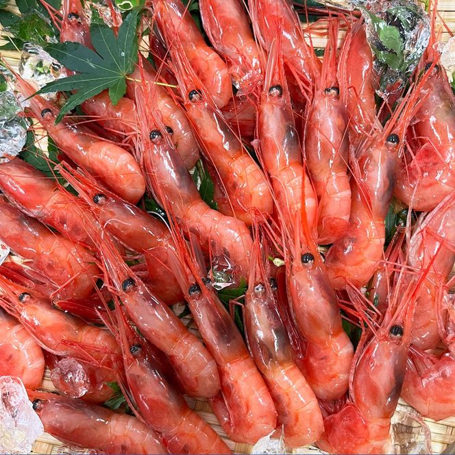 【ふるさと納税】【選べるサイズ】お刺身用甘えび 500g Mサイズ44匹前後 または Lサイズ30匹前後 えび エビ 海老 甘えび 甘海老 甘エビ お刺し身 刺身 お取り寄せ 海鮮 新鮮 急速冷凍 冷凍 兵庫県 新温泉町 送料無料【配送不可地域：離島】【1049614】