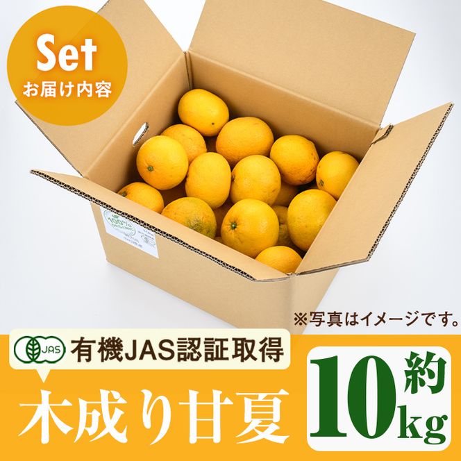 数量限定！有機JAS 木成り甘夏(約10kg) 国産 果実 果物 フルーツ 柑橘 デザート きなり 木なり あまなつ みかん ミカン 蜜柑 期間限定 有機栽培 【中村農場】akn084-10