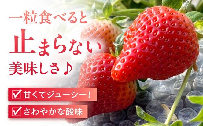 【2025年1月中旬〜発送】【数量限定】いちご「ゆめのか」 約260g × 4P / イチゴ 苺 フルーツ 果物 産地直送 朝摘み / 南島原市 / O' Berry![SGA001]