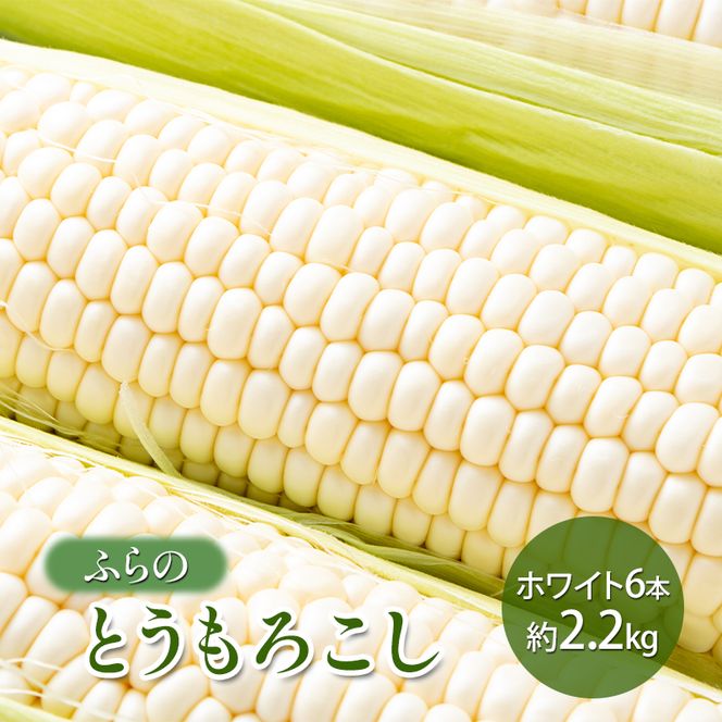 【2026年夏発送】 ふらの とうもろこし ホワイト 6本 約2.2kg 北海道 富良野市 野菜 コーン とうきび 白色 新鮮 直送 道産 送料無料 数量限定 先着順