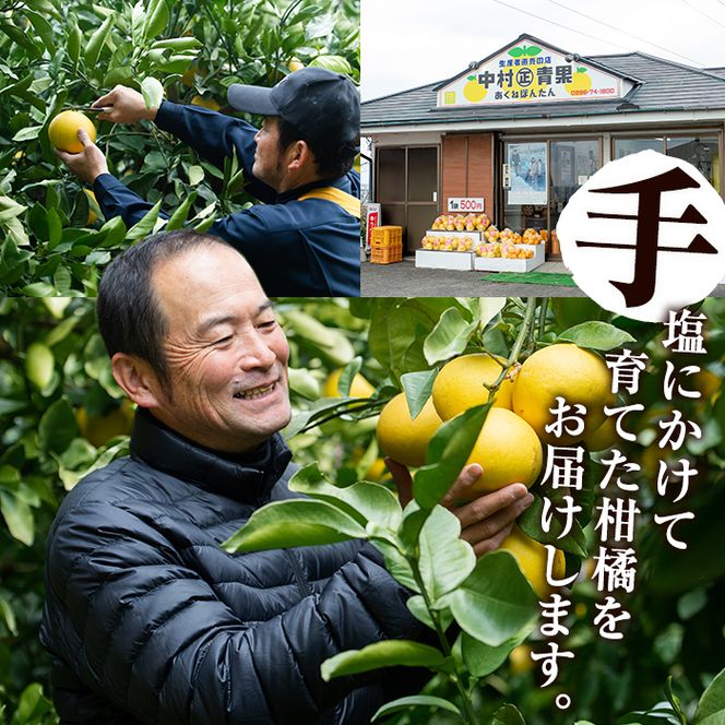＜先行予約受付中！2027年2月下旬以降順次発送予定＞数量限定！特選サワーポメロ(正味約7.0kg～7.5kg・ L～3Lサイズ13～18個) 国産 フルーツ 果物 柑橘類 サワーポメロ 甘味 酸味 デザート おやつ【なかむら果樹園】akn014-02
