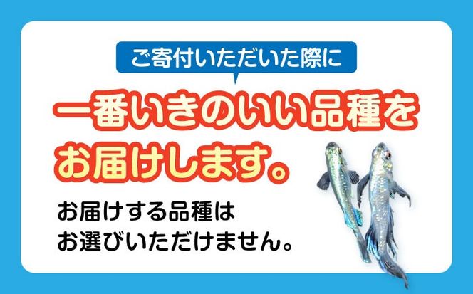 メダカ5匹（白・シルバー系）【株式会社プロスパージャパン】 改良メダカ めだか ホワイト[AEAK001]