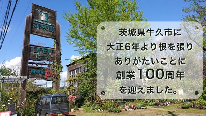≪先行予約≫ アジサイ ガク咲き 【 おまかせ 1点 】 【2027年4月上旬頃より発送開始】 植物 花 インテリア フラワー 紫陽花 お花 園芸 初夏 梅雨 ガーデニング 母の日