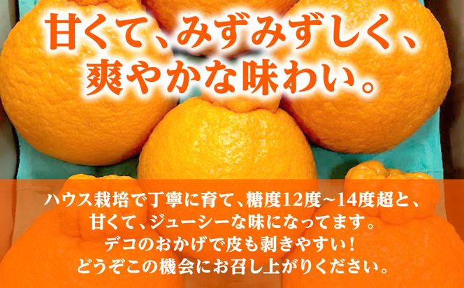 【先行予約】 不知火 約3kg しらぬい 柑橘 果物 くだもの フルーツ おやつ デザート ハウス栽培 熊本県 八代市 【2027年1月中旬より順次発送】