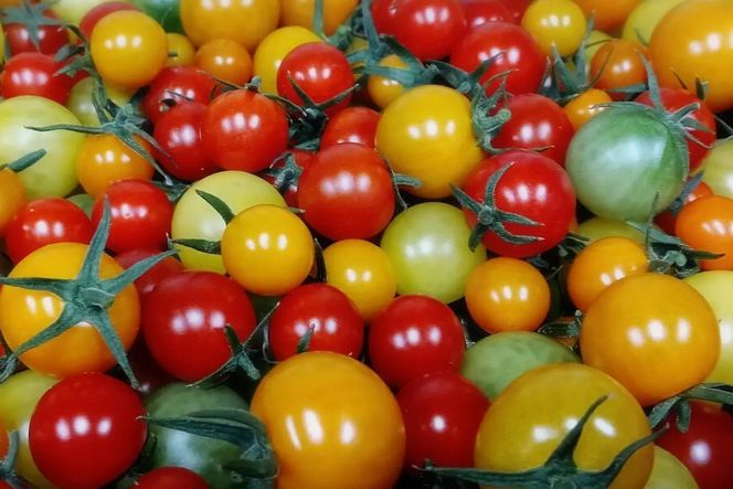 まつみやファーム獲れたて野菜・フルーツ5種定期便　MY00017