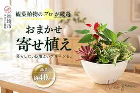 オリジナルアレンジ観葉植物　Mサイズ【寄せ植え インテリア リビング 室内 グリーン 植物 癒し リフレッシュ】 (H086110)