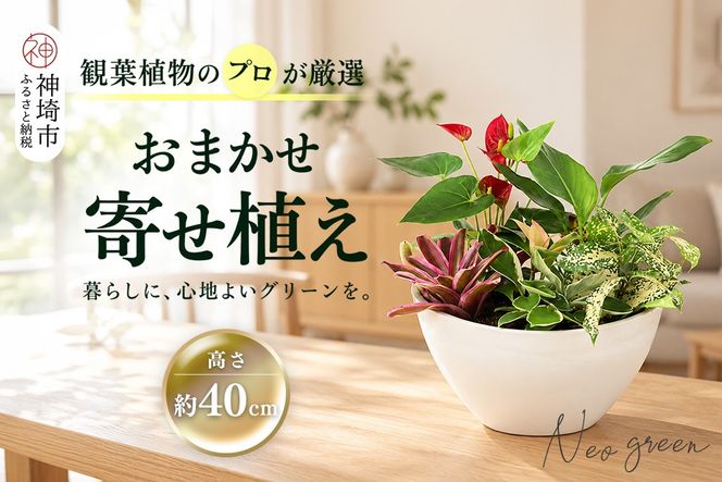 オリジナルアレンジ観葉植物　Mサイズ【寄せ植え インテリア リビング 室内 グリーン 植物 癒し リフレッシュ】 (H086110)