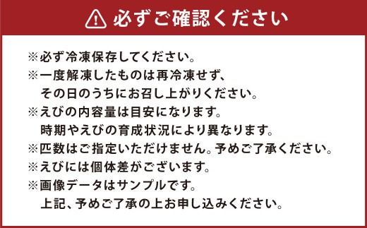 森さん家の冷凍車えび 活き〆冷凍車海老250g（約8～15尾）車海老 くるまえび 車えび 国産 天草の海 冷凍 【2027年3月下旬まで順次発送予定】