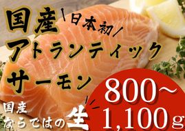 E23【1月31日(金)発送】日本初！今話題の国産アトランティックサーモン「FUJI ATLANTIC SALMON」【生】800～1,100ｇ