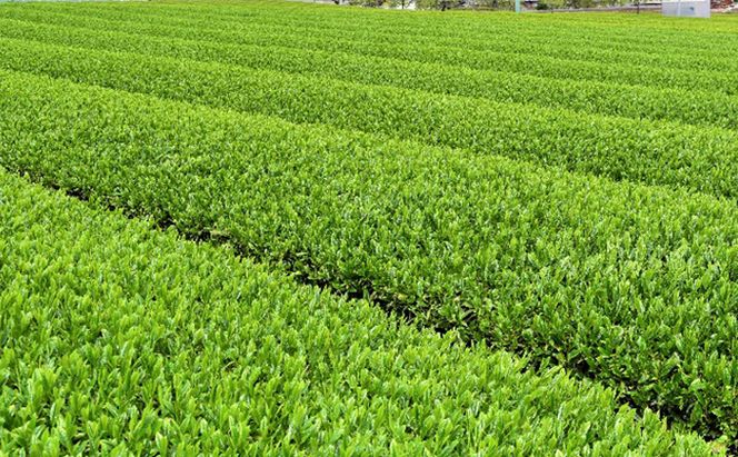 美濃いび茶(抹茶入り）500ml　1ケース24本入 お茶 緑茶 ペットボトル 緑茶飲料 