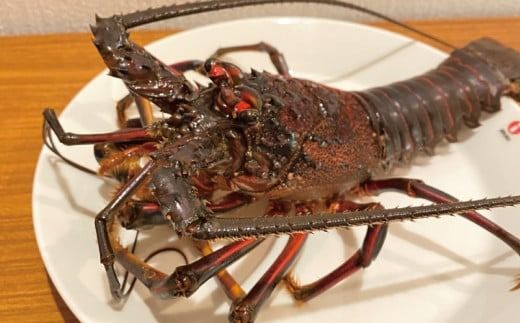 天然 伊勢えび（活）2～5尾 750～850g【2025年10月中旬頃から2026年3月末までに順次発送（1月は漁不可）】 / 伊勢えび 伊勢海老 海老 海鮮 天然 えび 【enk002】