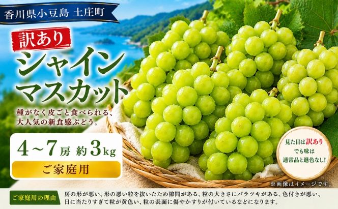 訳あり シャインマスカット  4～7房 約3kg マスカット フルーツ 果物 香川県 土庄町