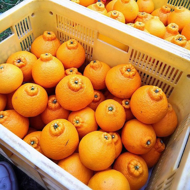 ZE6209n_有田の不知火(しらぬひ) 2.5kg　8～11玉　（M～2Lサイズ）まごころ手選別