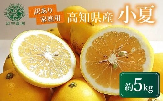 【先行受付】 訳あり 小夏 5kg 家庭用 フルーツ 果物 みかん 期間限定 季節限定 旬 柑橘 自宅用 ご家庭用 訳アリ こなつ 日向夏 ニューサマーオレンジ オレンジ デザート スイーツ アレンジ ゼリー ジャム ケーキ メリーガーデン 高知県産 高知県安芸市 柑橘類 初夏 甘酸っぱい 爽やか 32玉 3月下旬 8月中旬 お届け予定 ワケあり品 高知特産 国産フルーツ 安芸市 高知県