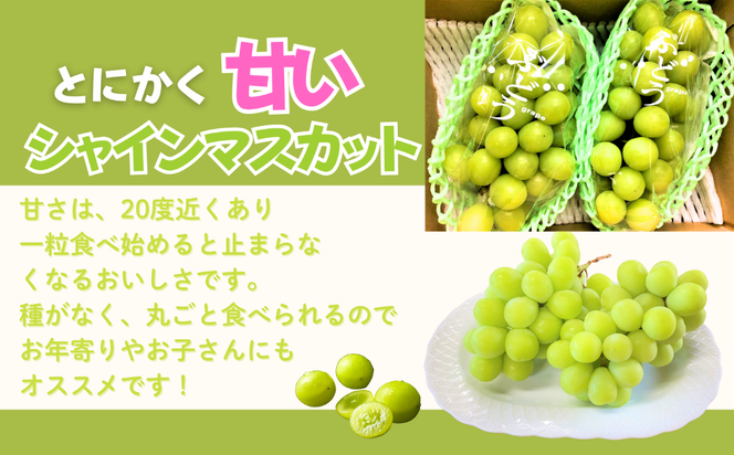 【先行予約丨2026年9月上旬より順次発送】シャインマスカット【約1kg (2房)】(At-006)丨長野県 飯山市 おすすめ ランキング おいしい 高評価 大人気 先取り 産地直送 シャインマスカット 甘い 糖度