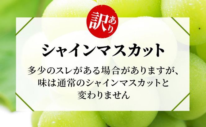 訳あり シャインマスカット 約1.2kg 粒 柳澤果樹園 ぶどう 長野 マスカット ブドウ フルーツ 果物 シャイン 果物類 