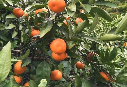 【先行予約】Saito Orange Farmのはるみ5kg ｜ 柑橘 みかん ミカン フルーツ 果物 愛媛　※離島への配送不可　※2025年2月中旬頃より順次発送予定