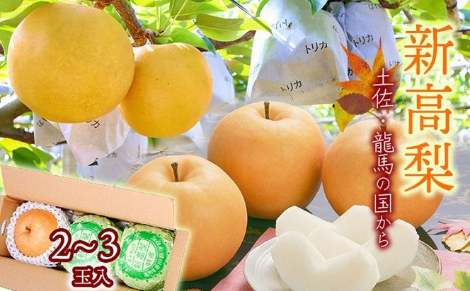 【2026年収穫】森本果樹園の新高梨　2～2.5㎏（2～3玉）