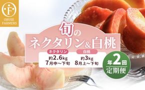 [2回定期便] 旬のネクタリン＆白桃 約2.6～3kg 食べ比べ 年2回定期便 ［おぶせファーマーズ］ネクタリン 白桃 フルーツ 果物 冷蔵便 クール便 長野県産 信州産 小布施 令和7年産【2025年7月中旬～8月下旬発送】[F-69]