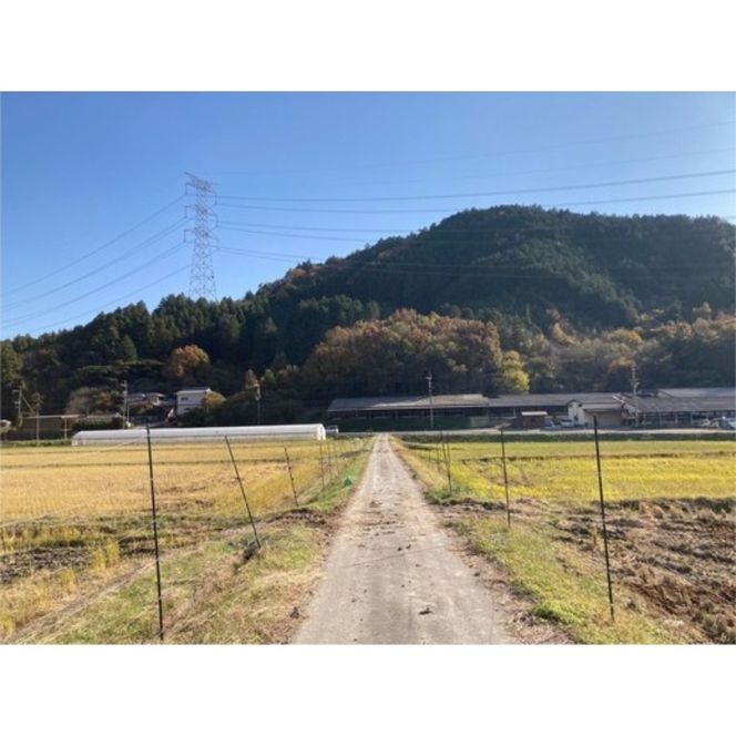 令和7年産 犬甘野産 キヌヒカリ 3kg 京都丹波 白米 産地直送 人気