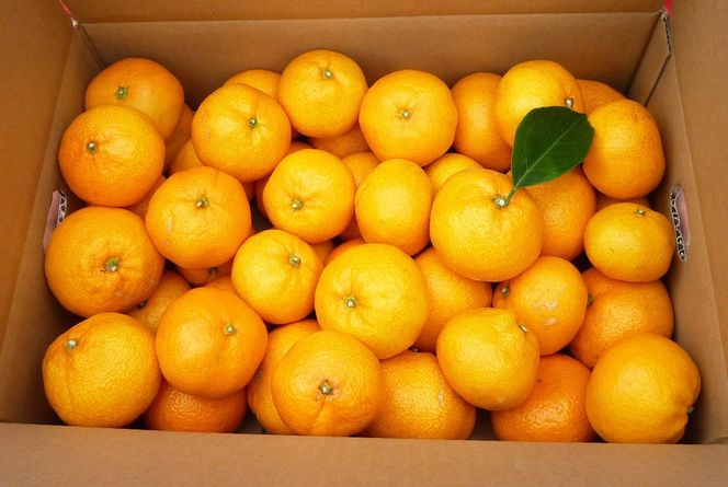 あきさわ園の土蔵熟成「蔵熟みかん」　10kg〈出荷時期:2025年12月1日出荷開始～2026年2月20日出荷終了〉【 みかん 神奈川県 小田原市 】 142069_BP002