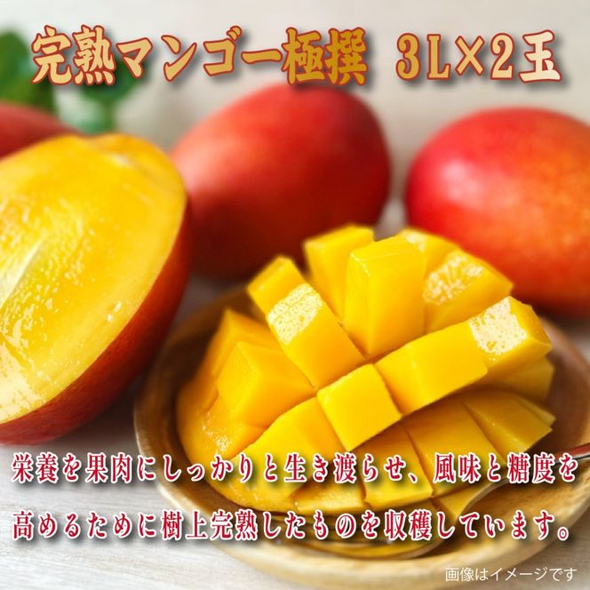 【2026年発送 先行予約】生産農家応援・濃厚果肉 みやざき完熟マンゴー極撰 3L×2玉（マンゴー フルーツ アップルマンゴー 果物 くだもの 2026 先行受付 宮崎）