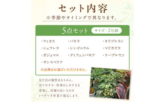 【植物をもっと身近に】京都・京丹後の専門店が厳選！観葉植物5点セット｜癒しと彩りのグリーン便 植物 ガーデニング 癒し 自然 ふるさと納税 観葉植物 プレゼント 記念日 おしゃれ ふるさと納税 母の日　YE00003