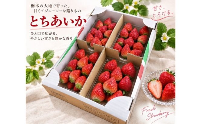 栃木県産とちあいか 500g イチゴ 苺 栃木県 果物 くだもの フルーツ