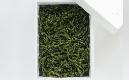 海ぶどうSuperLover　大容量1kgパック【2026年4月より順次発送】